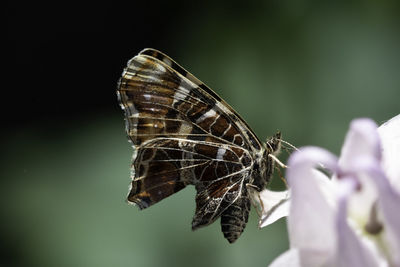 Close-up of butterfly pollinating on flower