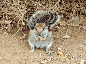 Portrait of squirrel on field