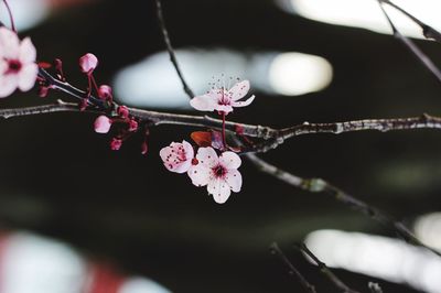 Close-up of pink flowers on branch