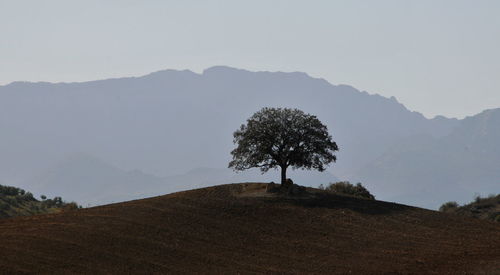 Tree on field against clear sky