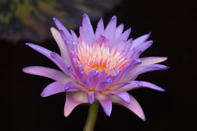 Close-up of water lily in bloom