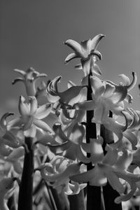 Close-up of flowering plant