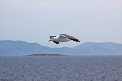 Seagull flying over sea.