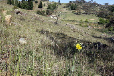 Scenic view of grassy field