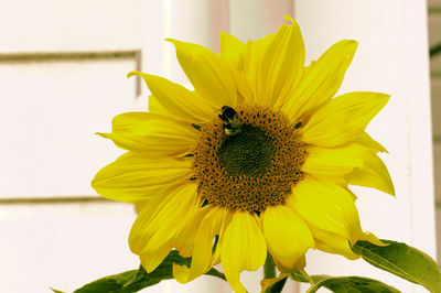 Close-up of yellow sunflower blooming outdoors