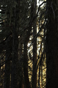 Low angle view of trees in forest