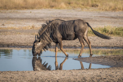 Wildebeest drinking water from pond