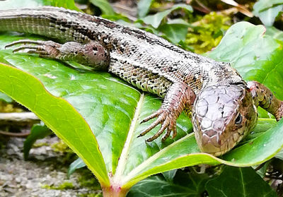 Close-up of a lizard