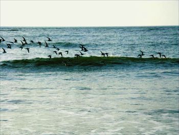 Birds flying over sea