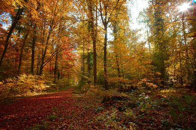 Trees in forest during autumn