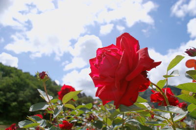 Close-up of red rose blooming against sky