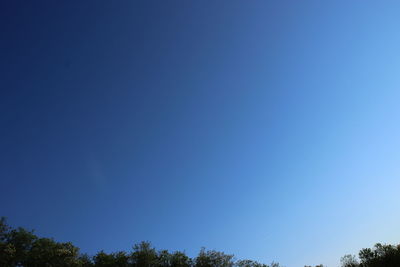 Low angle view of trees against blue sky