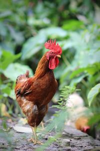 Close-up of a rooster on field