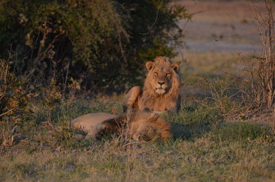 Lioness sitting on field