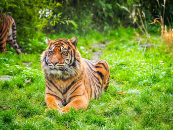 View of a cat on grass