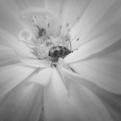 Macro shot of white flower