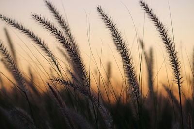 Close-up of stalks in field against the sky