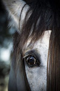 Close-up portrait of a horse eye