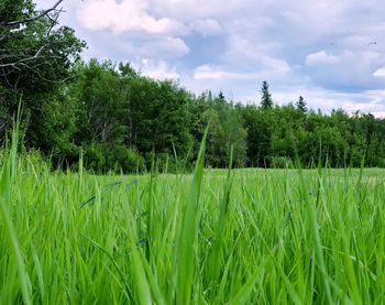 Scenic view of grassy field against sky