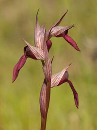 Close-up of wilted flower