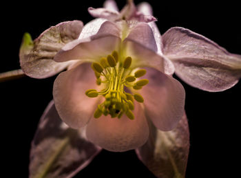 Close-up of white flowers blooming against black background