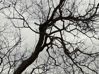 Low angle view of bare tree against sky