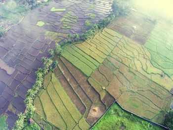 Aerial view of agricultural field