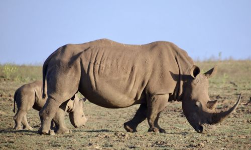 Rhinoceros on field against clear sky