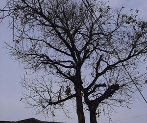 Low angle view of silhouette bare tree against sky