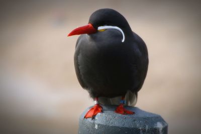 Close-up of bird