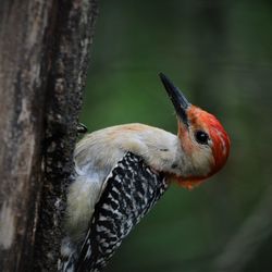 Close-up of a bird perching on tree trunk