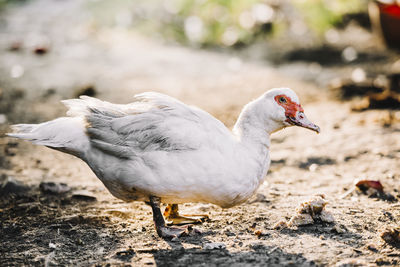 Close-up of bird on field