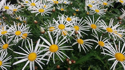 High angle view of white flowering plants