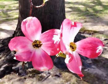 Close-up of pink flower