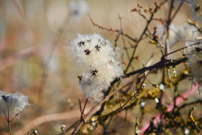 Close-up of white flowering plant in winter