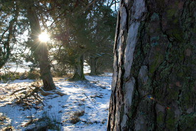Trees in forest during winter