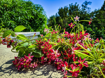 Close-up of red flowers blooming outdoors