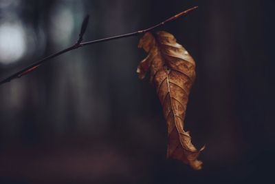 Close-up of dry leaf