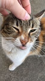 Cropped image of hand holding cat