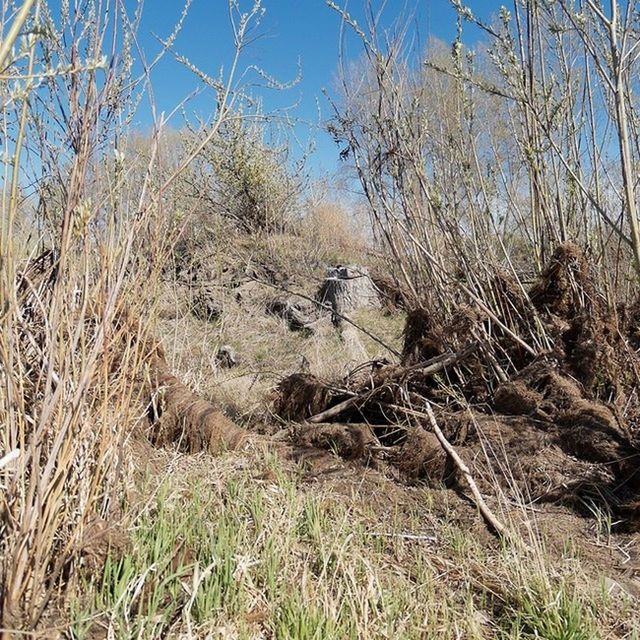 grass, field, nature, growth, dry, plant, tranquility, clear sky, day, outdoors, beauty in nature, no people, tree, sky, animal themes, branch, animals in the wild, dead plant, landscape, wildlife