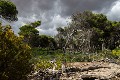 Low angle view of trees against sky