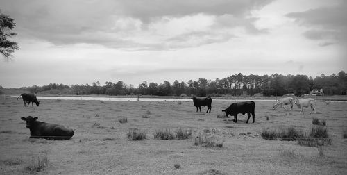 Horses grazing in a field