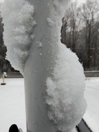 Close-up of snow covered tree