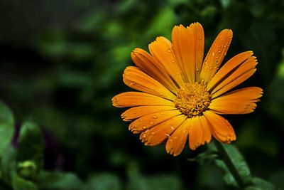 Close-up of flower blooming outdoors