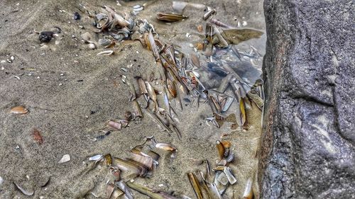 High angle view of crab on sand