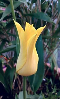 Close-up of yellow flower blooming outdoors