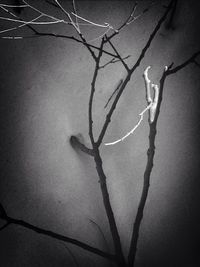 Low angle view of bare trees