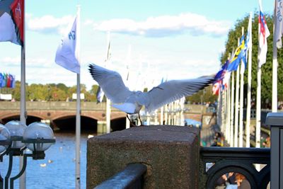 Close-up of birds against the sky