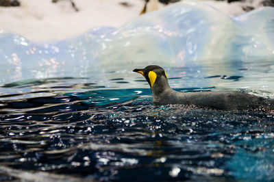Duck swimming in lake