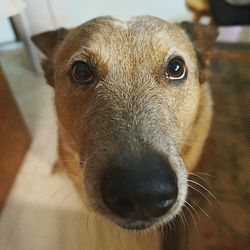 Close-up portrait of dog